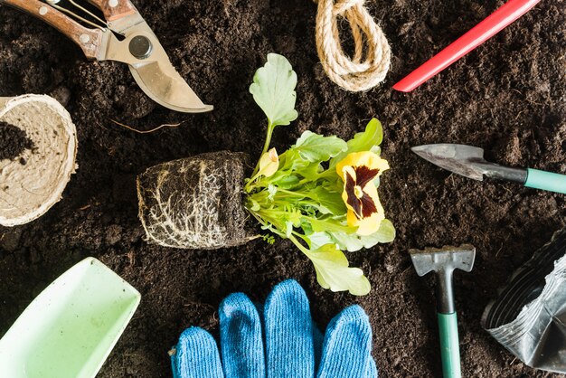 植栽のための土壌の園芸工具に囲まれたパンジー植物の俯瞰