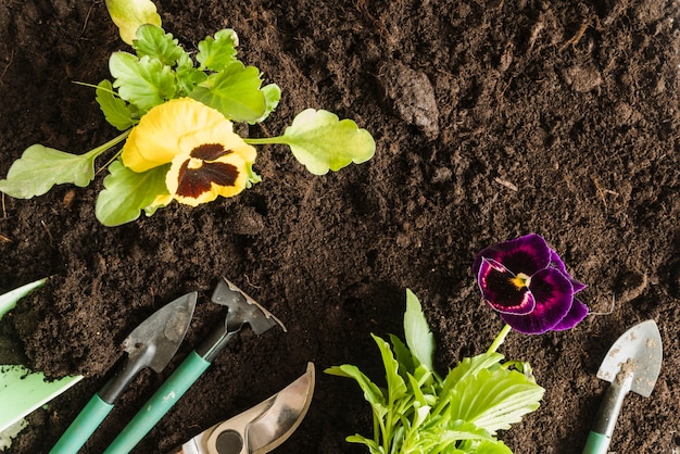 An overhead view of pansy plant with gardening tools on soil