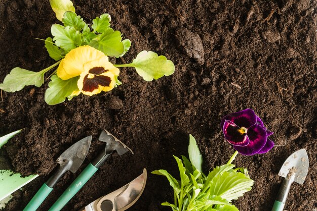 An overhead view of pansy plant with gardening tools on soil