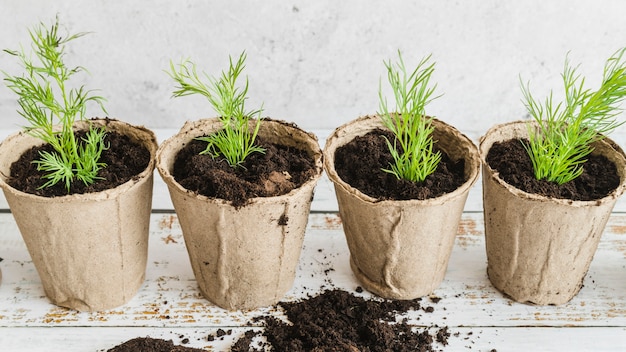 Free photo an overhead view of peat pots with dill plants on wooden table