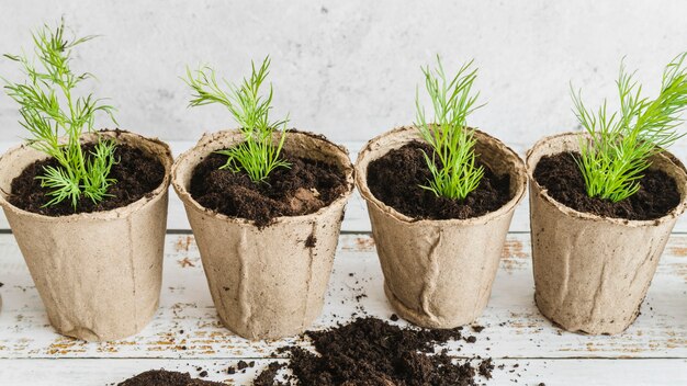 木製のテーブルにディルの植物と泥炭鍋の俯瞰