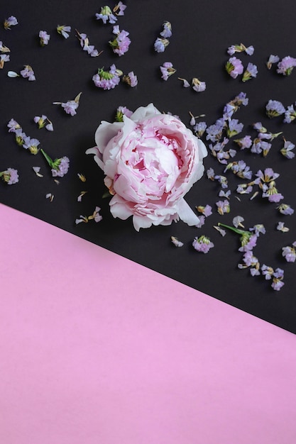 Free photo overhead view of peony on pink and black background