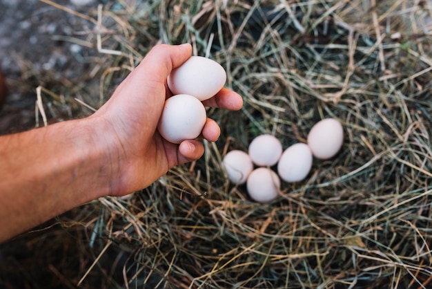 An overhead view of a person's hand taking eggs from nest