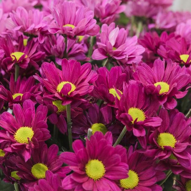 An overhead view of pink chamomile bouquet