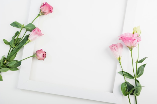 An overhead view of pink flowers on empty white frame over white backdrop