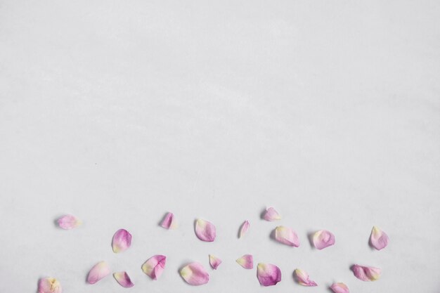 An overhead view of pink petals at the bottom of white backdrop