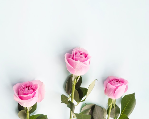 Overhead view of pink roses over the pink background