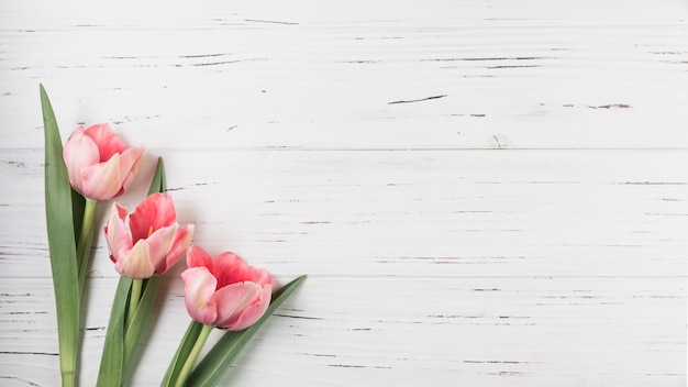 An overhead view of pink tulips on white wooden textured backdrop