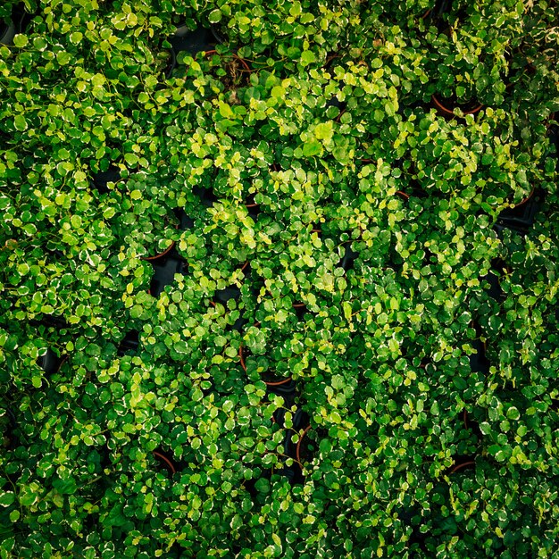 新鮮な緑の葉を持つ植物の俯瞰
