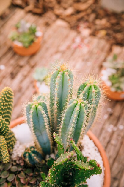 An overhead view of potted cactus plant