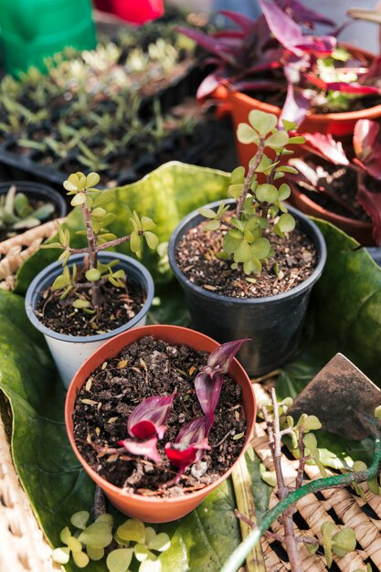 An overhead view of potted plants in the basket