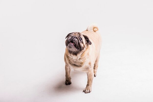 Overhead view of pug dog looking up