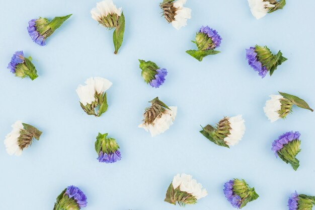 An overhead view of purple and white flowers on blue background