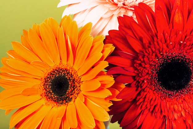 An overhead view of red; orange; pink gerbera flowers