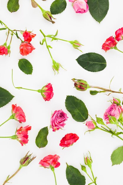 An overhead view of red and pink roses on white background