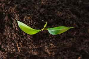 Free photo an overhead view of seedling growing in the soil