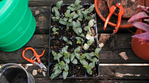 An overhead view of seedlings in the crate with tools and pot on wooden plant