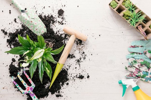 Overhead view of soil and plant with gardening equipments on table