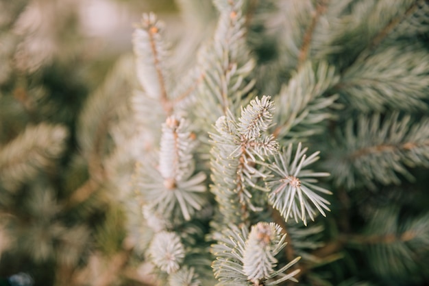 An overhead view of spruce needles on a branches