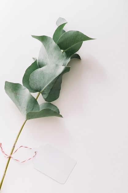 An overhead view of twig with blank tag isolated over white background