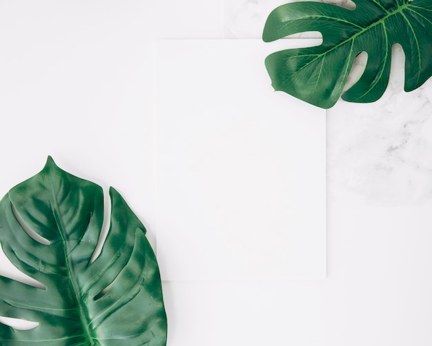 An overhead view of two monstera leaf or swiss cheese leaf with blank white paper