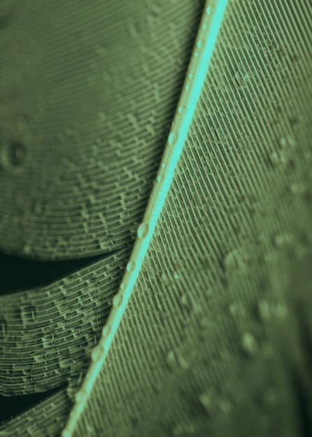 Overhead View of Water Droplets on a Feather