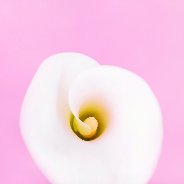 An overhead view of white arum lily on pink background