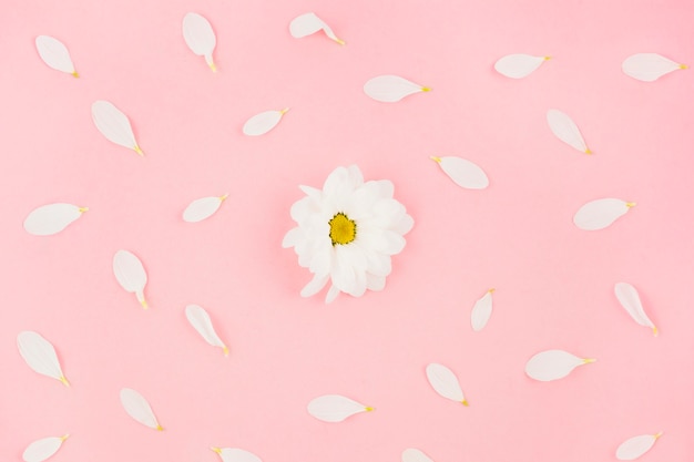An overhead view of white flower surrounded with petals on pink background