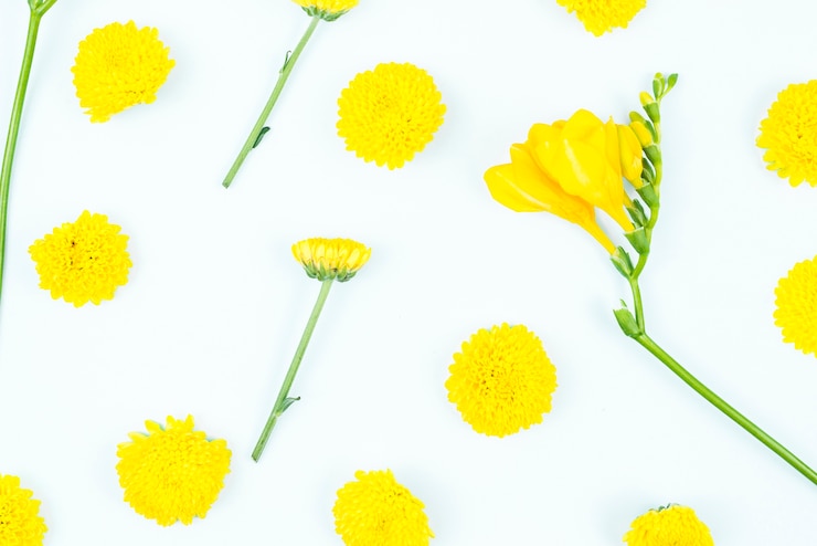 無料Photo 白い背景に黄色の花のオーバーヘッドビュー