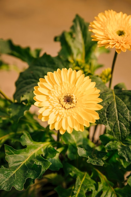 An overhead view of yellow gerbera flower plant