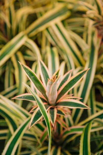 An overhead view of yellow and green leaves