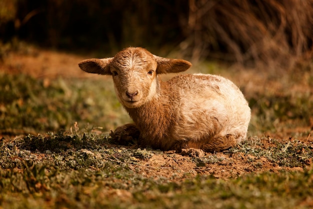 Ovis orientalis aries  the sheep is a domestic quadruped mammal