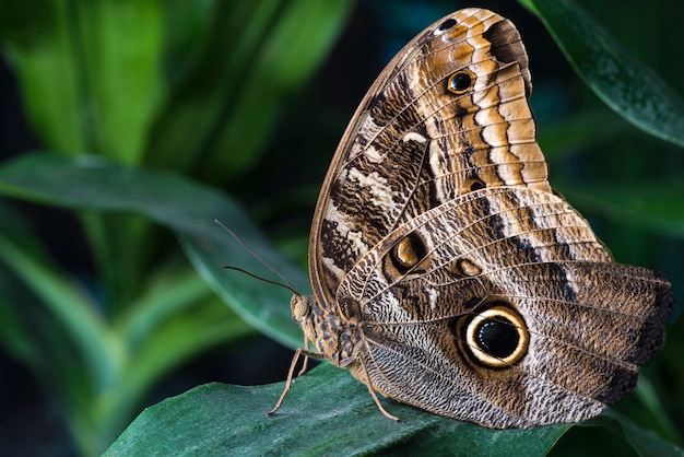 Owl butterfly in tropical habitat