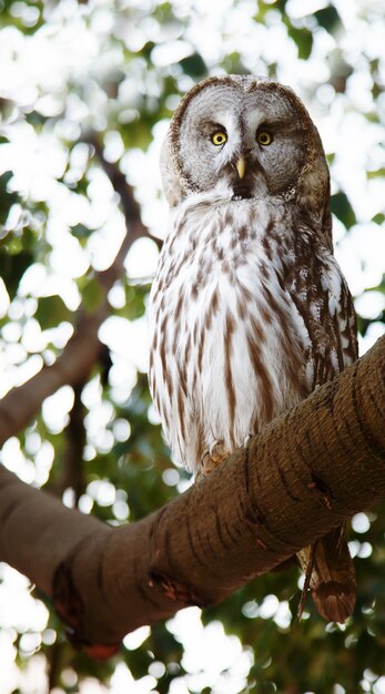 Owl in forest