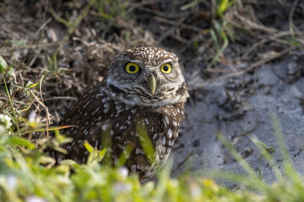 owl in the forest