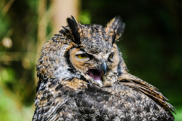 The Owl Portrait