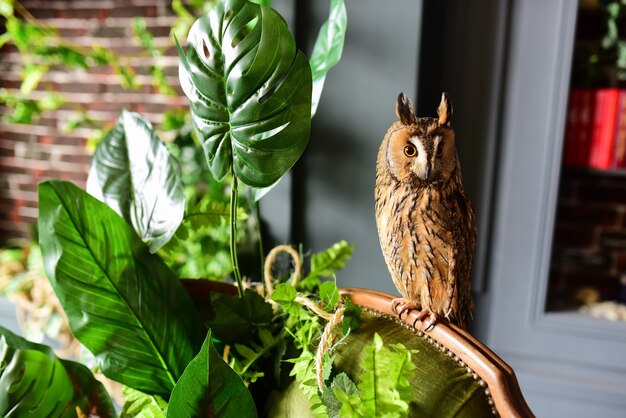 Owl sits on the chair before a green plant