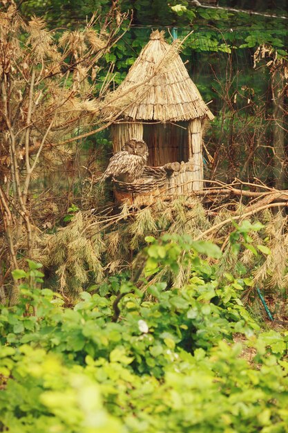 フクロウは木の小さな乾草の家に座っている