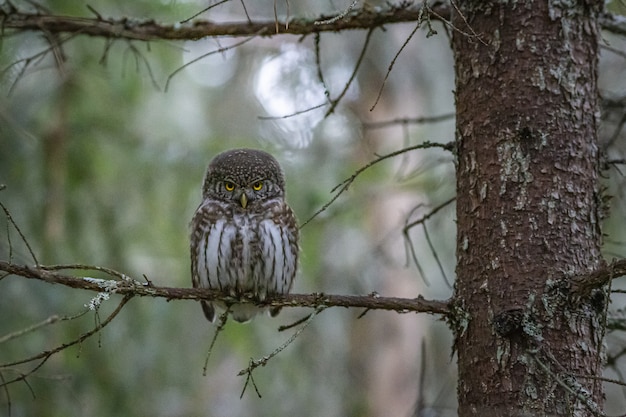 Owl sitting on branch and looking at camera