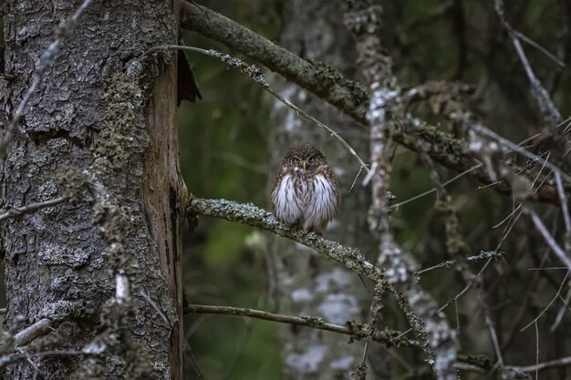 Owl sitting on branch and looking at camera