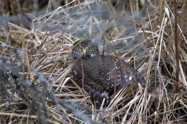 フクロウの枝の上に座って、カメラを探して