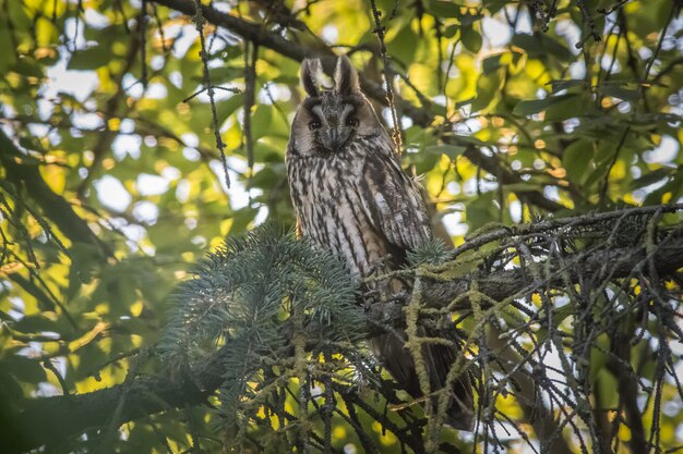 フクロウの枝の上に座って、カメラを探して