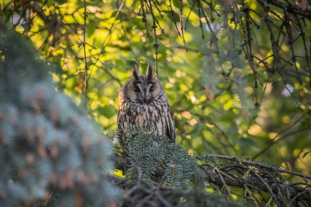 フクロウの枝の上に座って、カメラを探して