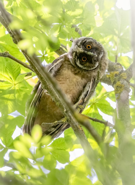 Owl sitting on branch and looking at camera