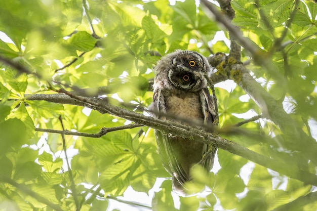 フクロウの枝の上に座って、カメラを探して