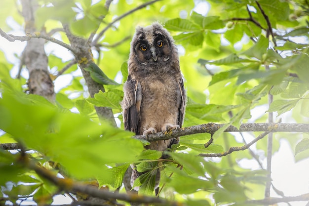 フクロウの枝の上に座って、カメラを探して