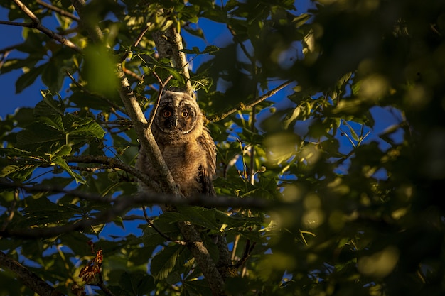 フクロウの枝の上に座って、カメラを探して