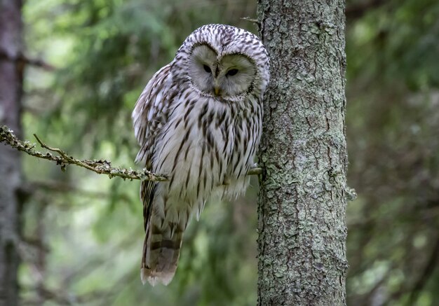 Owl sitting on branch and looking at camera