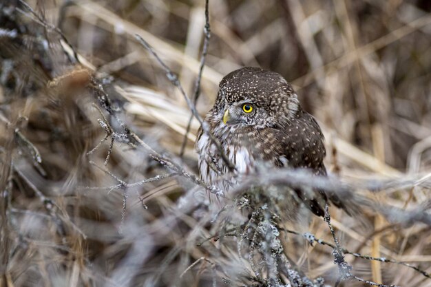 Owl sitting on branch and looking to the side