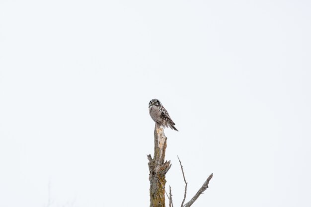 Owl sitting on a branch in winter during daytime